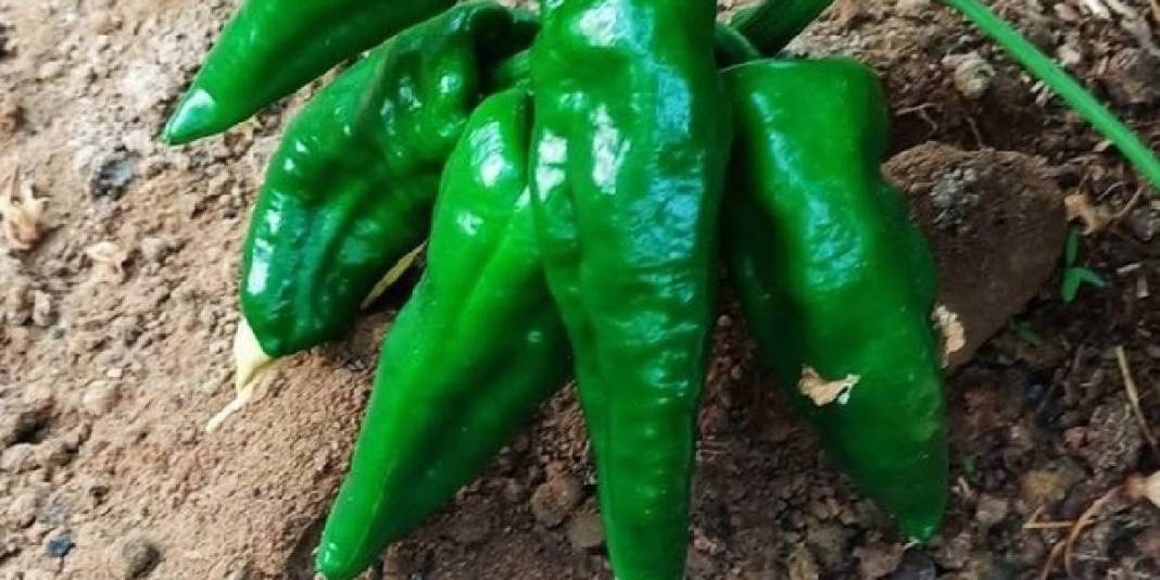 Ata tohumdan üretiliyor, alıcısı çok oluyor! Kilosu 400 TL’den satılıyor 2